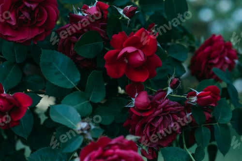 Preview: close up view of red rose flowers