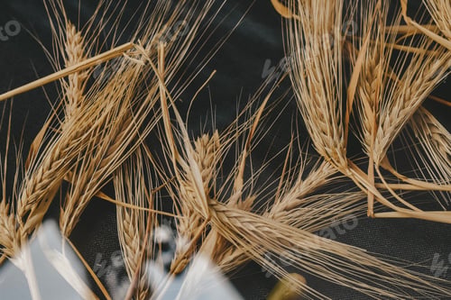 Preview: glass reflection of ears of barley