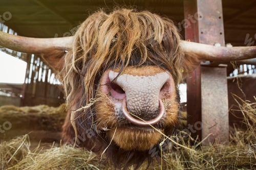 Preview: Close up of brown Scottish Highland bull with long wavy coat and nose ring in a barn.