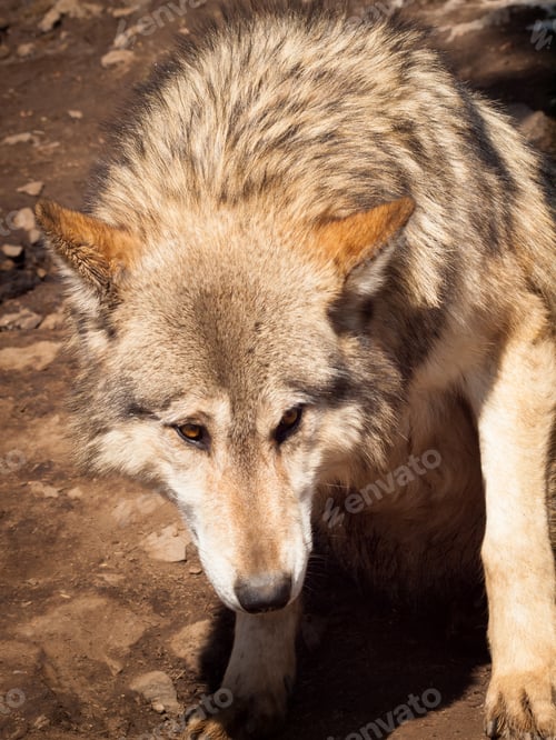 Preview: Wolf