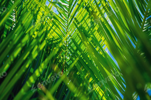 Preview: palm leaf