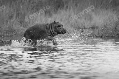 Preview: A hippo calf, Hippopotamus amphibius, runs through water, in black and white