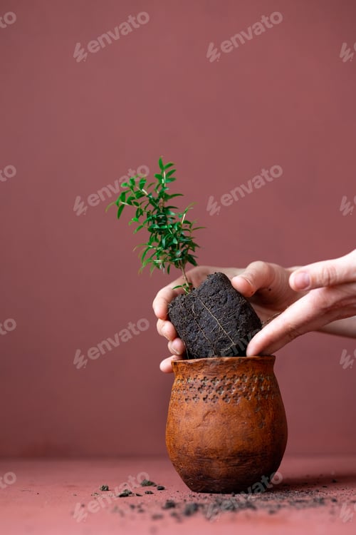 Preview: caucasian woman transplants myrtle plant in clay pot, women's hands, plant care