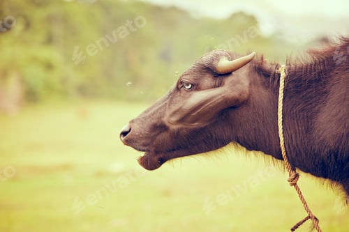 Preview: Water buffalo
