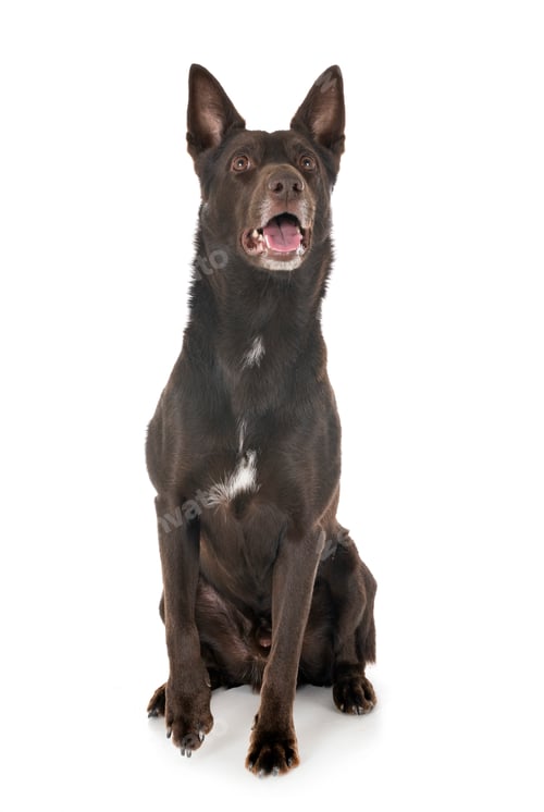 Preview: Australian Kelpie in studio