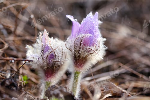 Preview: Dream-grass or Pulsatilla patens