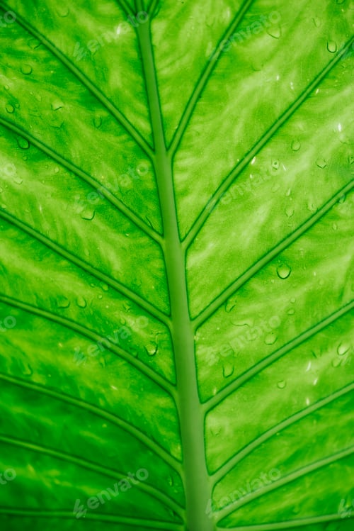 Preview: Closeup of green leaf with water drops top view.