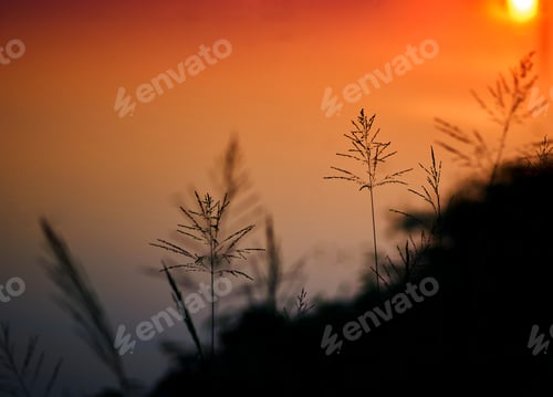 Preview: Silhouette wheat field at sunset