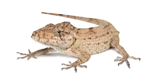 Preview: Oriente Bearded Anole or Anolis porcus, Chamaeleolis porcus, Polychrus is a genus of lizards