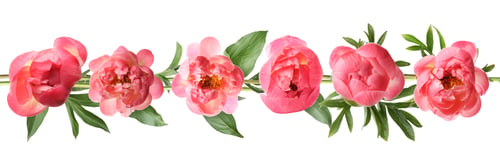 Preview: Beautiful pink peony flowers with green leaves on white background