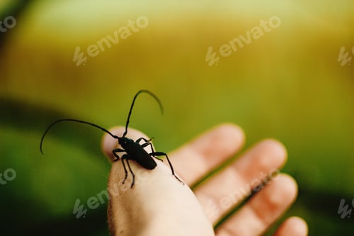Preview: beautiful big Monochamus on humans hand finger in sunny spring meadow, environment protect
