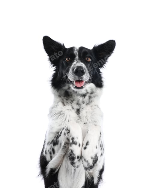 Preview: Cute Border Collie dog on white background