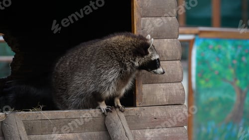 Preview: Funny lazy raccoon lying on wooden doorstep. animals in captivity