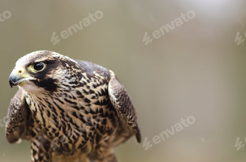Preview: Young Merlin, Falco columbarius