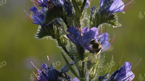 Preview: A bee flies near a beautiful blue flower. CREATIVE. A flower with blue petals in a meadow. Insects