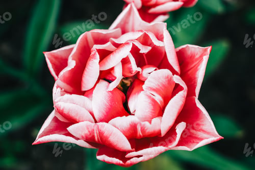 Preview: Blooming flowers red-white peonies in the spring garden, close-up.