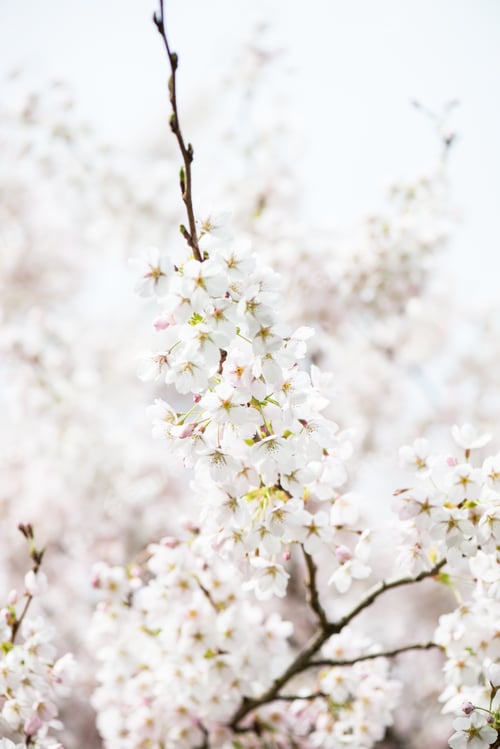 Preview: Blooming Tree Branches with White Flower