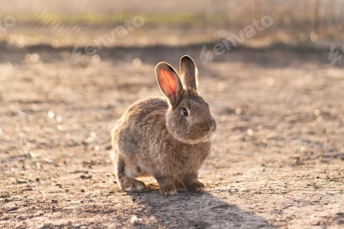 Preview: A nice grey rabbit in the empty field in the bright sunlight.