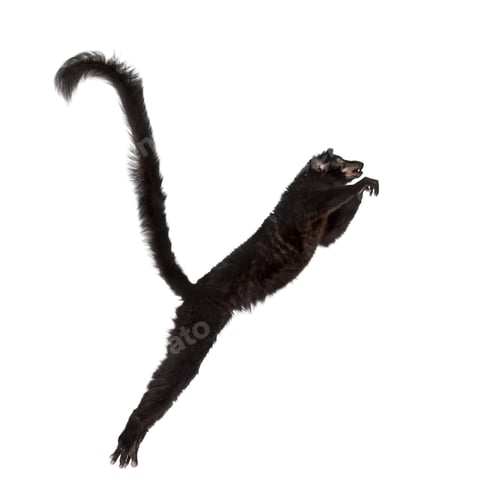 Preview: Blue-eyed black lemur jumping, isolated on white
