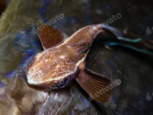Preview: Close up of remora on a cornetfish