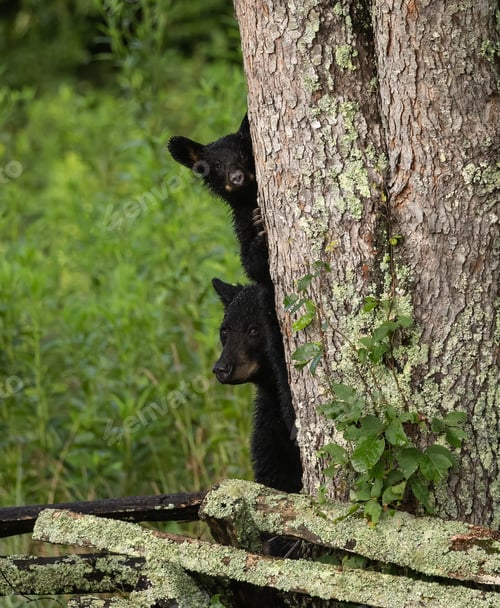 Preview: A Black Bear in a Tree