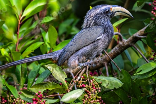 Preview: Malabar grey hornbill perched on a tree branch with green foliage. Thattekad, Kerala, India