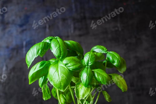Preview: Basil Bush Green Stems And Petals Menu Concept Serving Size. Food Background Top View Copy Space
