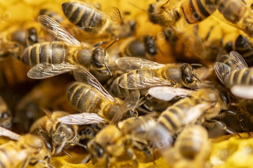 Preview: Closeup of bee hive with detail of honeycomb