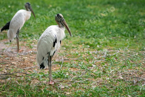 Preview: Wood Stork bird (Mycteria americana)