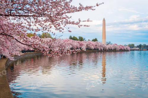 Preview: Washington DC, USA at the tidal basin with Washington Monument