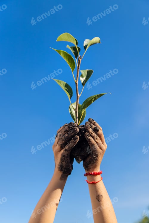 Preview: The child is planting a plant in the garden. Selective focus.
