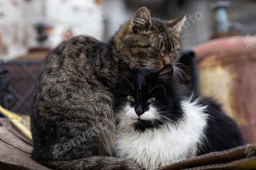 Preview: domestic cats bask in the backyard