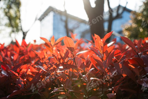 Preview: Close-up of vibrant red leaves with a blurry modern building in the background on a sunny day