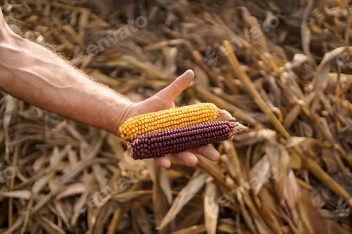 Preview: Farmer with Corn Kernels in His Hands