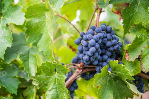 Preview: Close-up view of a bunch of purple grapes hanging from the plant at the vineyard
