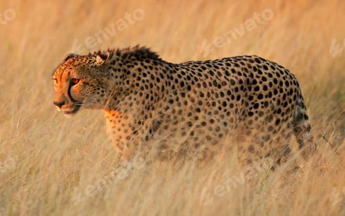 Preview: Best wildlife experiences in the world