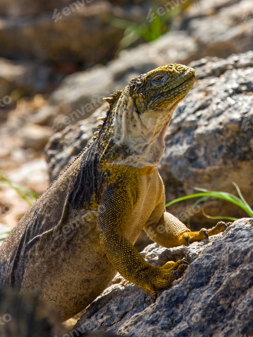 Preview: Land Iguana - Galapagos Islands - Ecuador