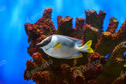 Preview: Tropical Reef Fish, Foxface Rabbitfish Swimming Near Coral In Blue Aquarium Underwater Scene