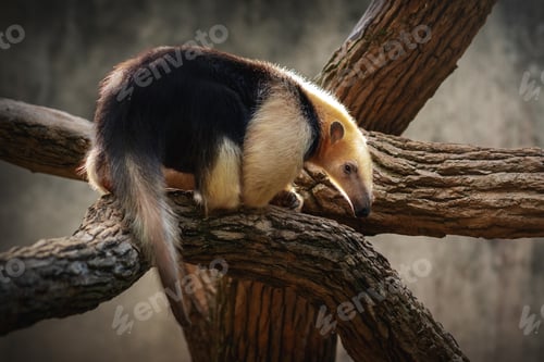 Preview: Southern Tamandua (Tamandua tetradactyla) or Collared Anteater