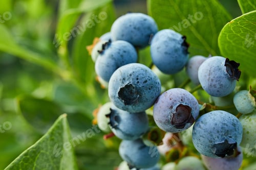 Preview: Blueberry bush on sunset, organic ripe with succulent berries, just ready to pick