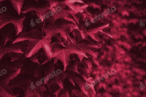 Preview: Viva Magenta beautiful view of plant in monochrome color.