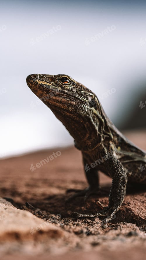 Preview: Small reptile perched on top of a rocky outcrop, looking out into the horizon