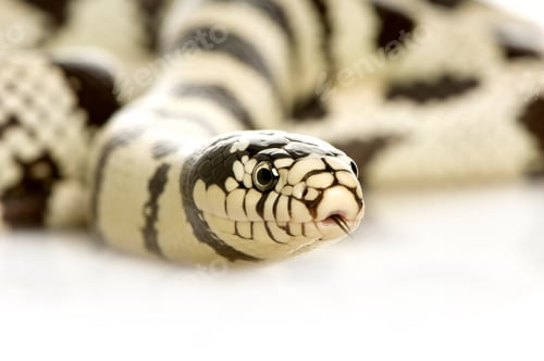 Preview: California Kingsnake - Lampropeltis getulus californiae