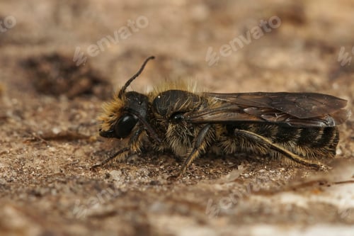 Preview: Closeup on the large scissor bee, Chelostoma florisomne,sitting on a piece of wood