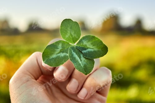 Preview: A hand holds a happy four-leaf clover against the background of nature. Clover petals.
