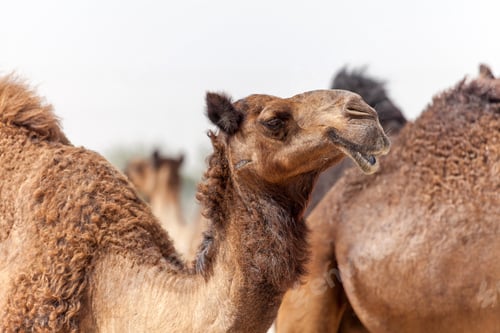 Preview: Middle Eastern camel in the desert