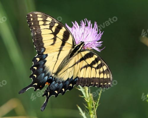 Preview: Close-up of an Eastern Tiger Swallowtail Butterfly perched on a purple flower