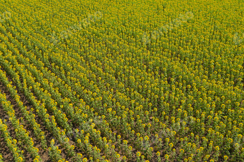 Preview: Full bloom sunflower field at natural garden park in summer in nature landscape background.
