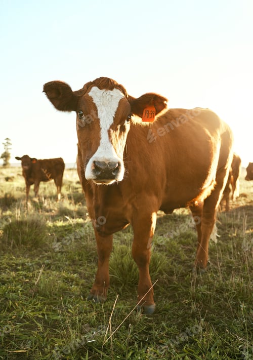 Preview: Cow, farm field and grass with outdoor sunshine, eating and grazing in herd for agriculture, beef o