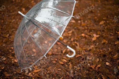 Preview: Transparent umbrella on an orange autumn leaf carpet in a city park. Rainy weather concept.